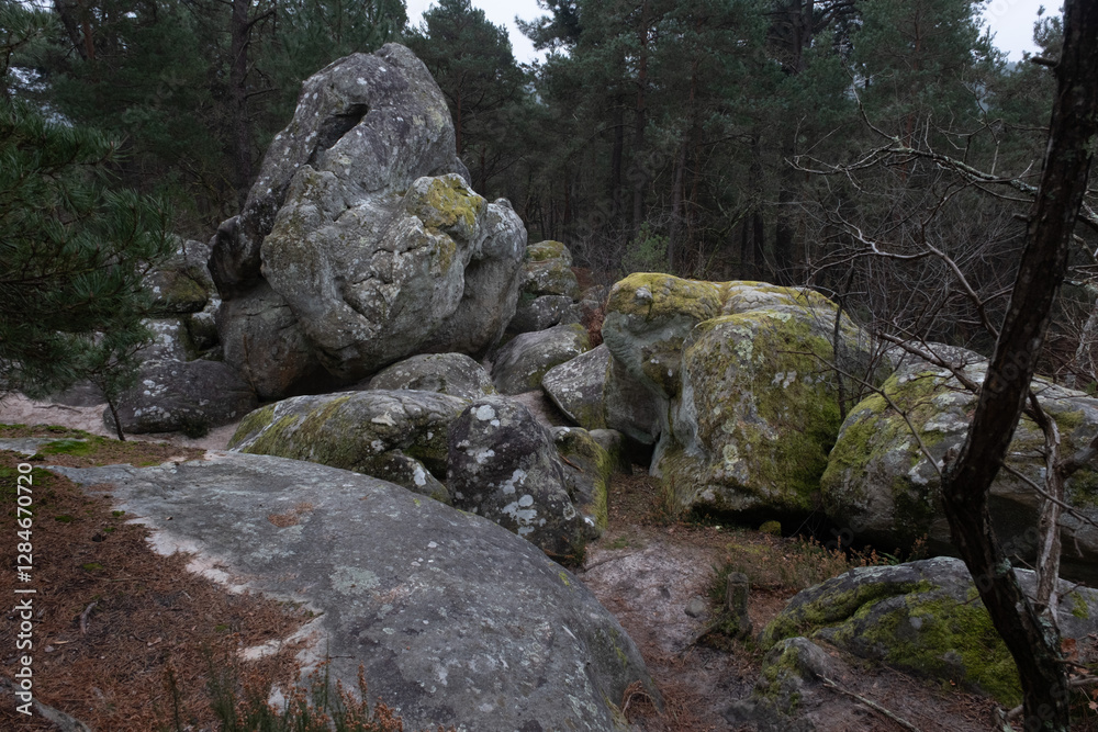 Natural variety found in a rocky forest; the Fontainebleau forest, in France. Natural variety found in a rocky forest; the Fontainebleau forest, in France.