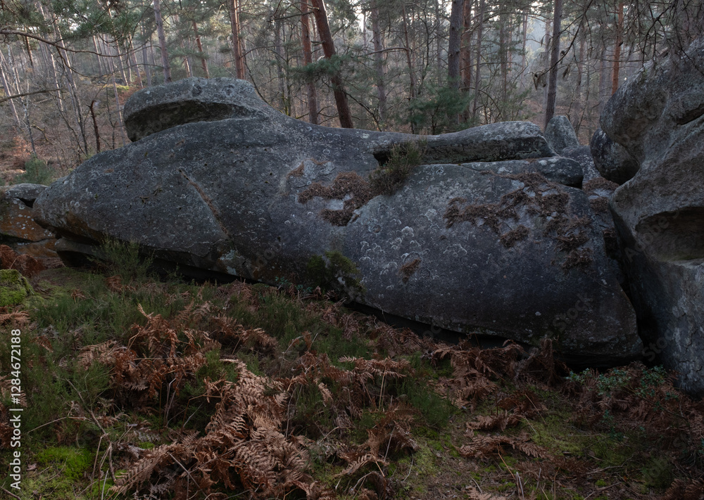 Natural variety found in a rocky forest; the Fontainebleau forest, in France. Natural variety found in a rocky forest; the Fontainebleau forest, in France.