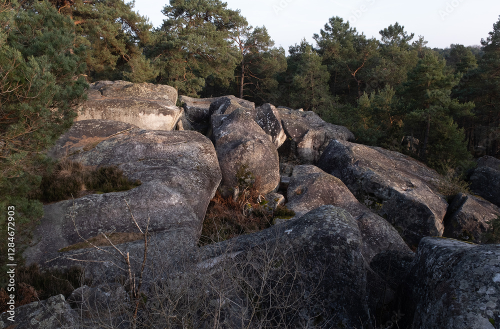 Natural variety found in a rocky forest; the Fontainebleau forest, in France. Natural variety found in a rocky forest; the Fontainebleau forest, in France.