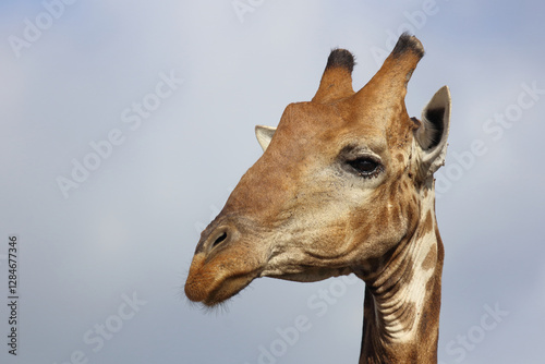 Photography Giraffe / Giraffe / Giraffa camelopardalis
