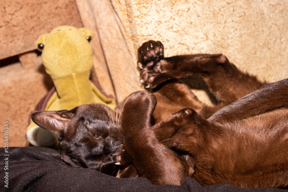 Obraz premium purebred cat, brown, European Burmese, lying on the owner, paws up, holding the hind paws with the front, washing the paw with the tongue, squinting, satisfied, yellow-eyed, beautiful, well-groomed, b
