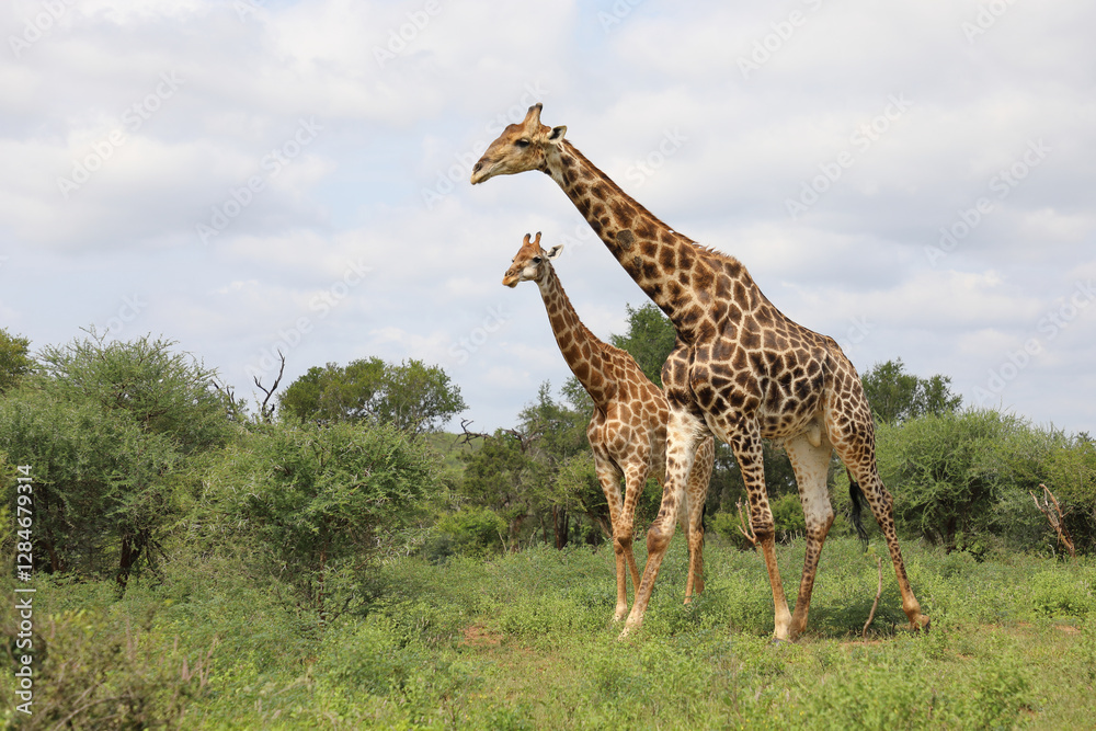 Fototapeta premium Giraffe / Giraffe / Giraffa camelopardalis
