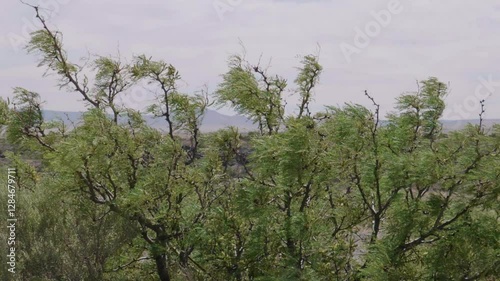 Slow Motion Mesquite Blowing in the WInd