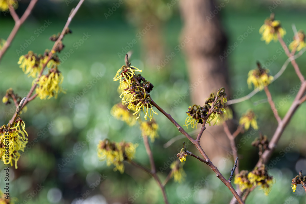 Close up of Chinese witch Hazel (hamamelis mollis) flowers Close up of Chinese witch Hazel (hamamelis mollis) flowers