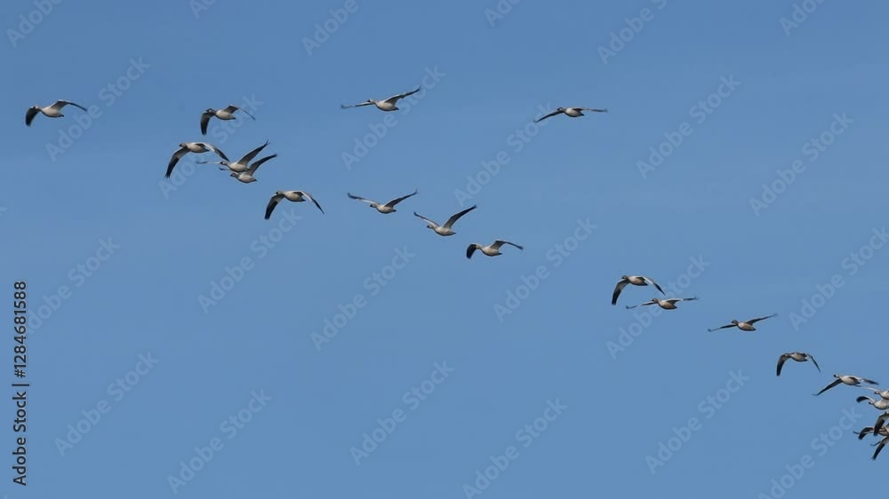 A flock of snow geese flying together over Lassen County, California, in a seamless V-formation. Slow-motion highlights the grace of their migration. A flock of snow geese flying together over Lassen County, California, in a seamless V-formation. Slow-motion highlights the grace of their migration.