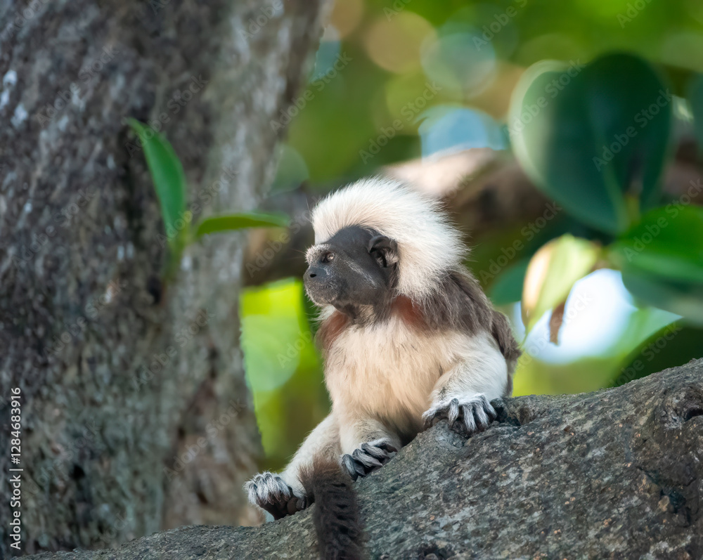 Fototapeta premium Portrait of a cotton-top tamarin (Saguinus oedipus) in a rain forest sanctuary in Cartagena de Indias, Colombia. One of the smallest primate species in the world