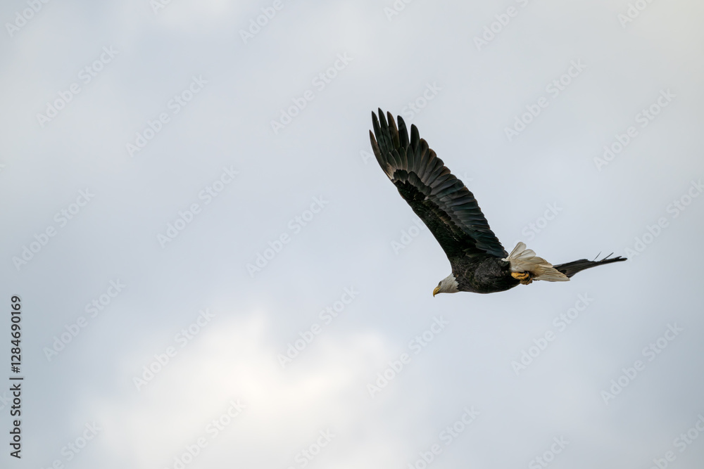 American bald eagle flying over a cloudy sky. American bald eagle flying over a cloudy sky.