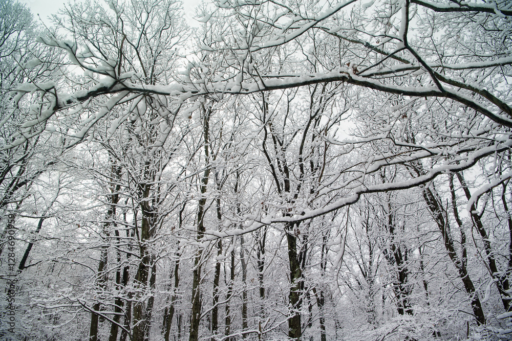 Fototapeta premium Wintery landscape of trees covered in snow!