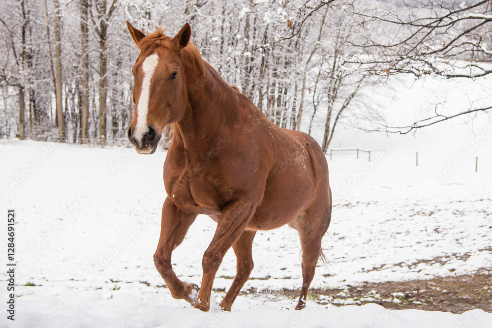Brown horse running through the snow. Brown horse running through the snow.