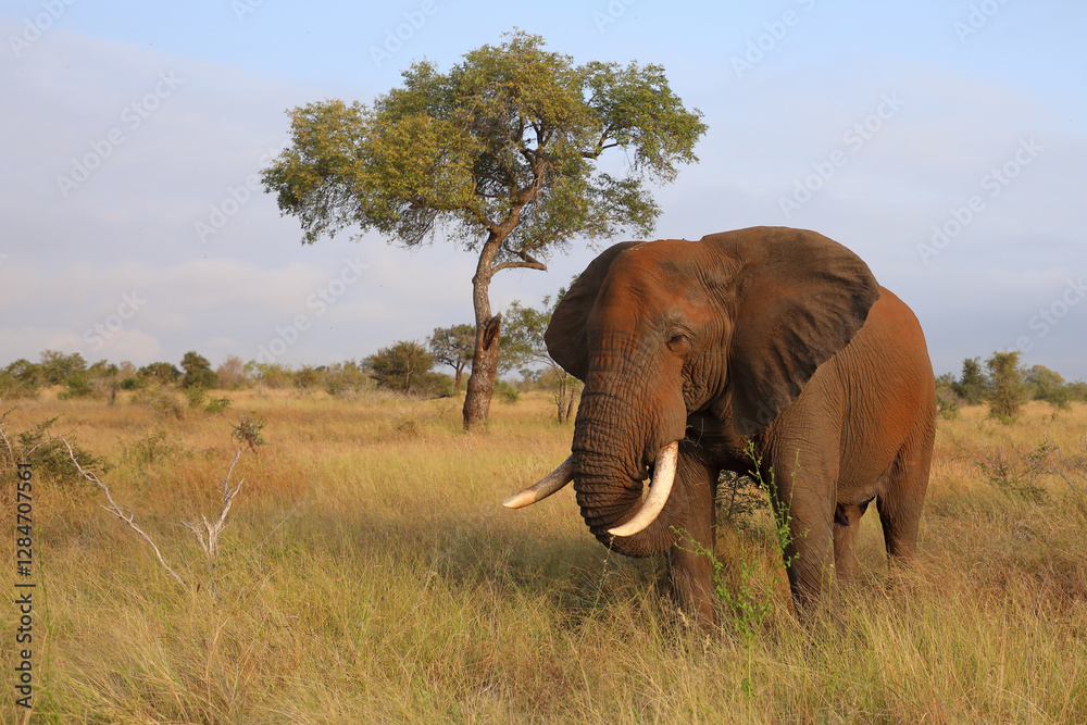 Obraz premium Afrikanischer Elefant / African elephant / Loxodonta africana..