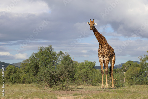 Canvas Print Giraffe / Giraffe / Giraffa camelopardalis
