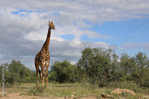 Photography Giraffe / Giraffe / Giraffa camelopardalis