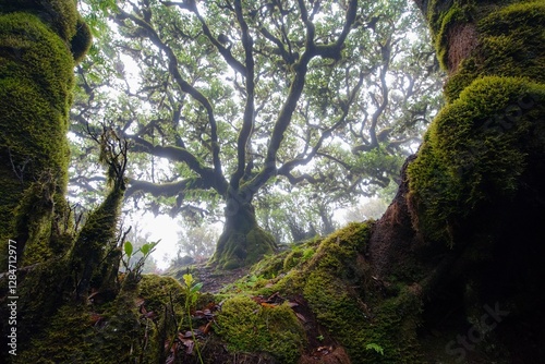 tree in fanal forest