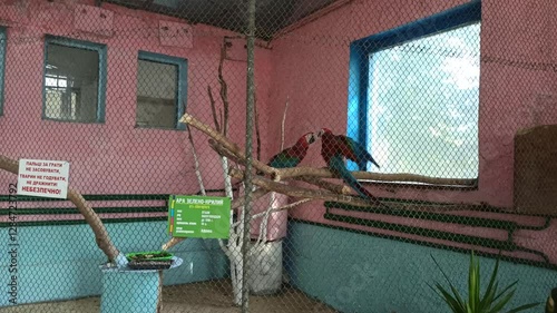 Macaw parrots sit and walk on poles in cage. Ara parrot. Tropical birds. Pair of red macaw parrots cry loudly in the zoo. Colorful Large macaw parrot live in cage of zoo.