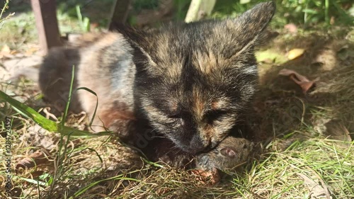 Cat playing with mouse. Multicolored cat exhibits natural instincts as it plays with a mouse in a garden, Showcasing feline behavior close up in outdoor. Rural cat catches mouse.
