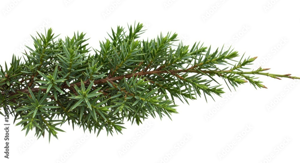 Isolated Juniper Branch with Green Needles Against White Background Studio Shot Isolated Juniper Branch with Green Needles Against White Background Studio Shot