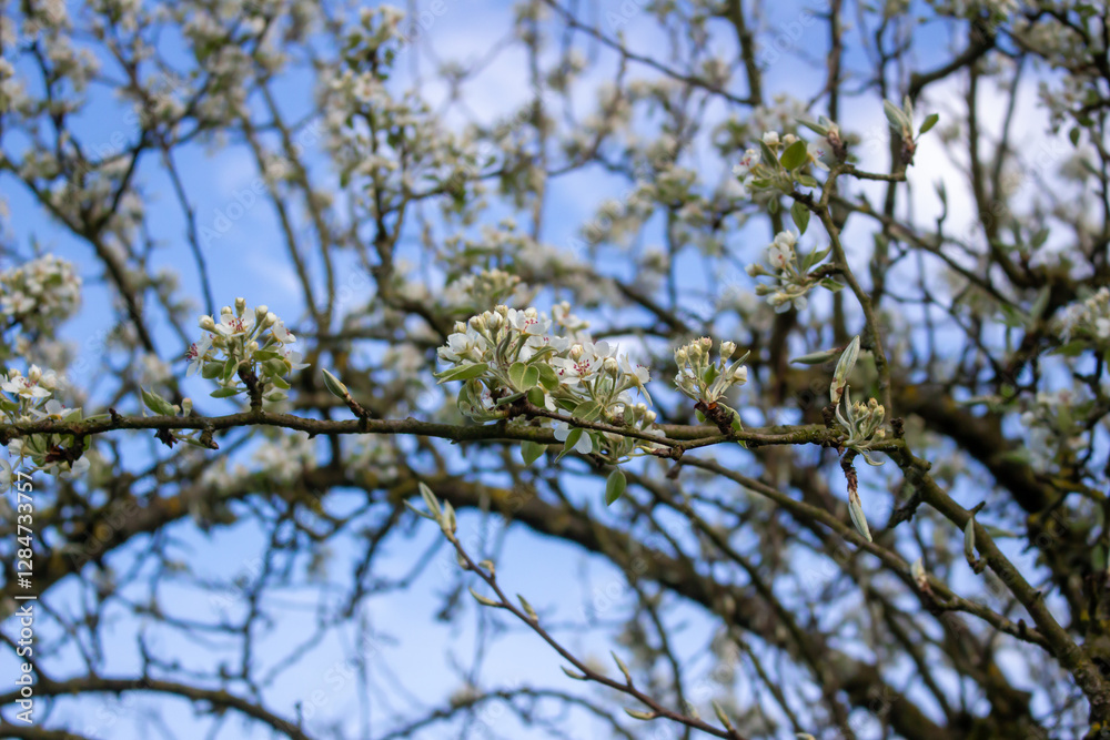 White blossoming apple trees in the sunset light. Spring season, spring colors. White blossoming apple trees in the sunset light. Spring season, spring colors.