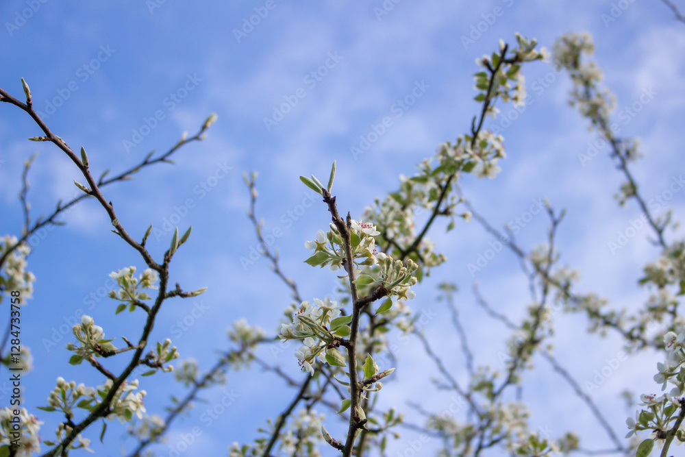 White blossoming apple trees in the sunset light. Spring season, spring colors. White blossoming apple trees in the sunset light. Spring season, spring colors.