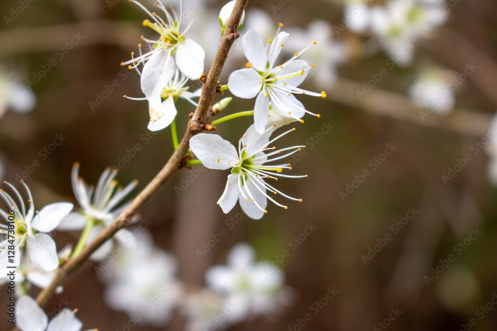 Springtime branch with white blooming fruit tree flowers Springtime branch with white blooming fruit tree flowers