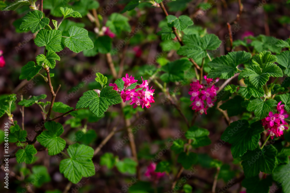 Rhododendron hirsutum flower growing in mountains, macro Rhododendron hirsutum flower growing in mountains, macro
