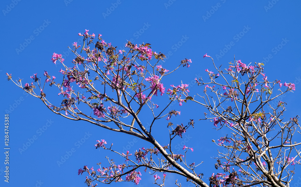 Spring New Growth of Pink Tropical Tree Orchids Underneath Clear Blue Sky. Spring New Growth of Pink Tropical Tree Orchids Underneath Clear Blue Sky.
