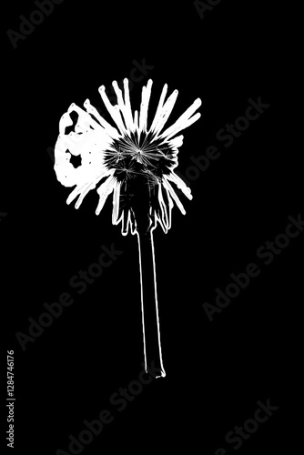 Elegant Black and White Dandelion
