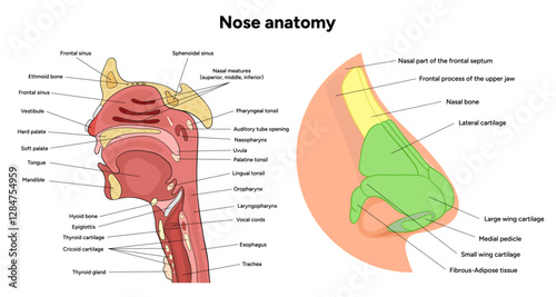 External Bone structure of the nose with internal nose anatomy. Medical diagram infographic Otolaryngology