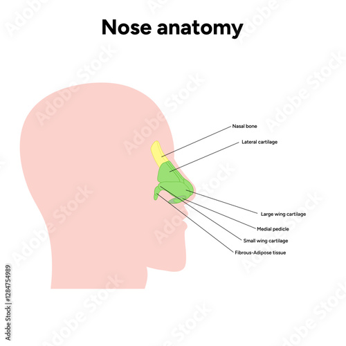 Bone structure of the nose anatomy. Medical diagram infographic Otolaryngology