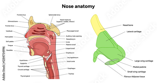 External Bone structure of the nose with internal nose anatomy. Medical diagram infographic Otolaryngology