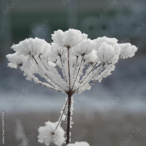 Vegetation under snow, frost and frost. Winter idyll in nature and fields. Farmland and forest in winter and early spring. Hibernation and climate change photo