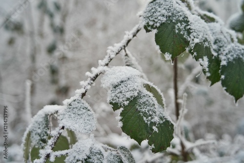 Vegetation under snow, frost and frost. Winter idyll in nature and fields. Farmland and forest in winter and early spring. Hibernation and climate change photo