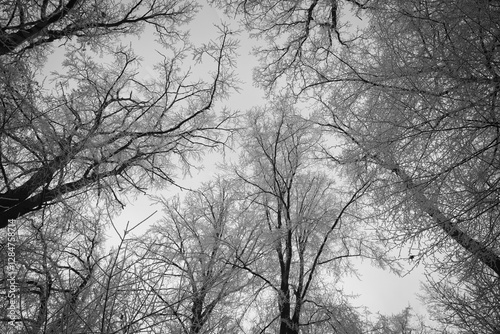 Vegetation under snow, frost and frost. Winter idyll in the nature of forests and fields. Farmland and forest in winter and early spring. Hibernation and climate change, landscape in Europe and German photo