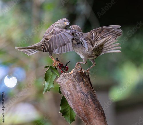 Obraz na płótnie Sparrow fights leave spectacular acrobatics! w salonie