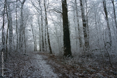 Vegetation under snow, frost and frost. Winter idyll in the nature of forests and fields. Farmland and forest in winter and early spring. Hibernation and climate change, landscape in Europe and German photo