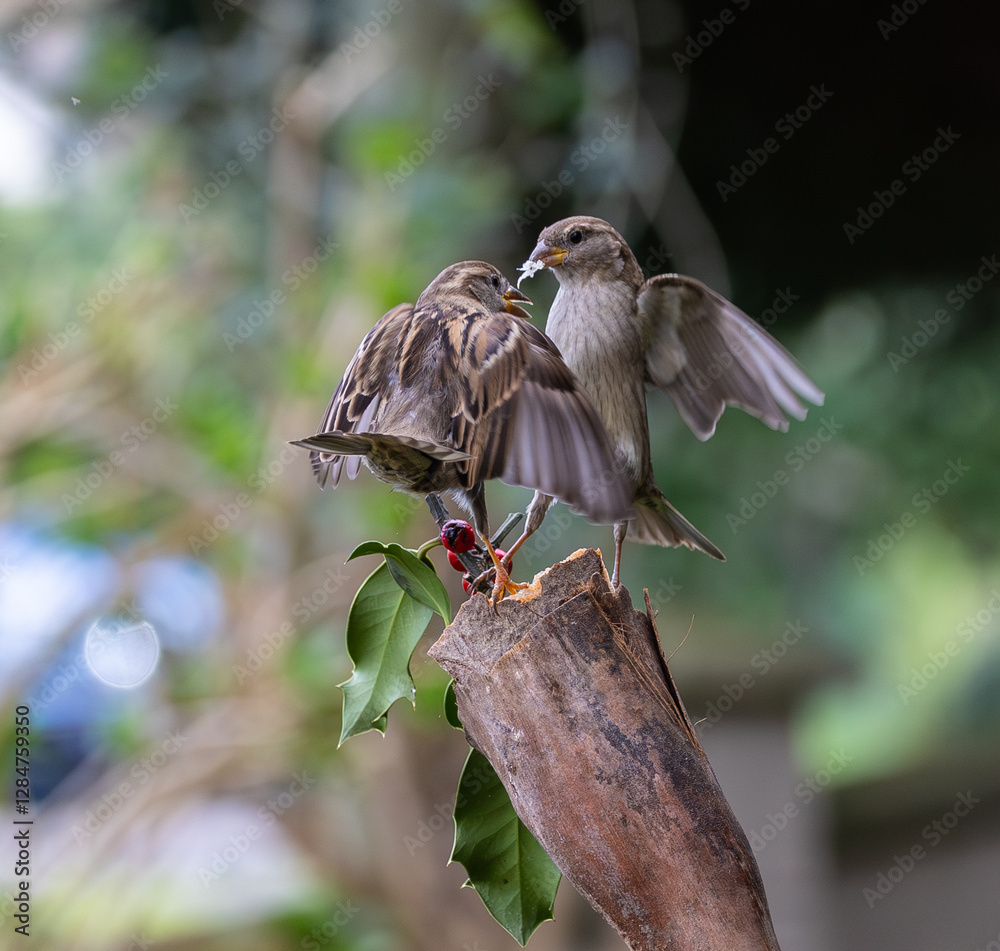 Sparrow fights leave spectacular acrobatics!