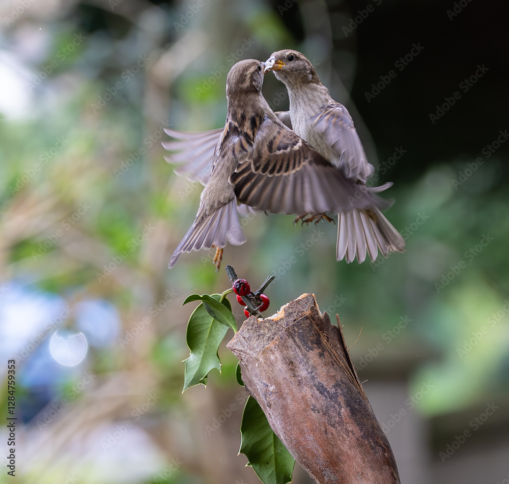 Sparrow fights leave spectacular acrobatics!
