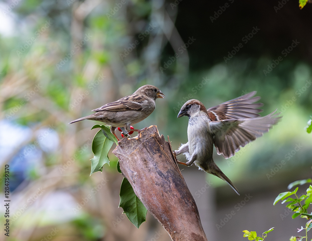Sparrow fights leave spectacular acrobatics!
