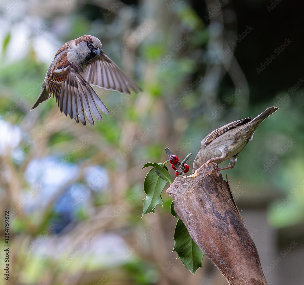 Sparrow fights leave spectacular acrobatics!