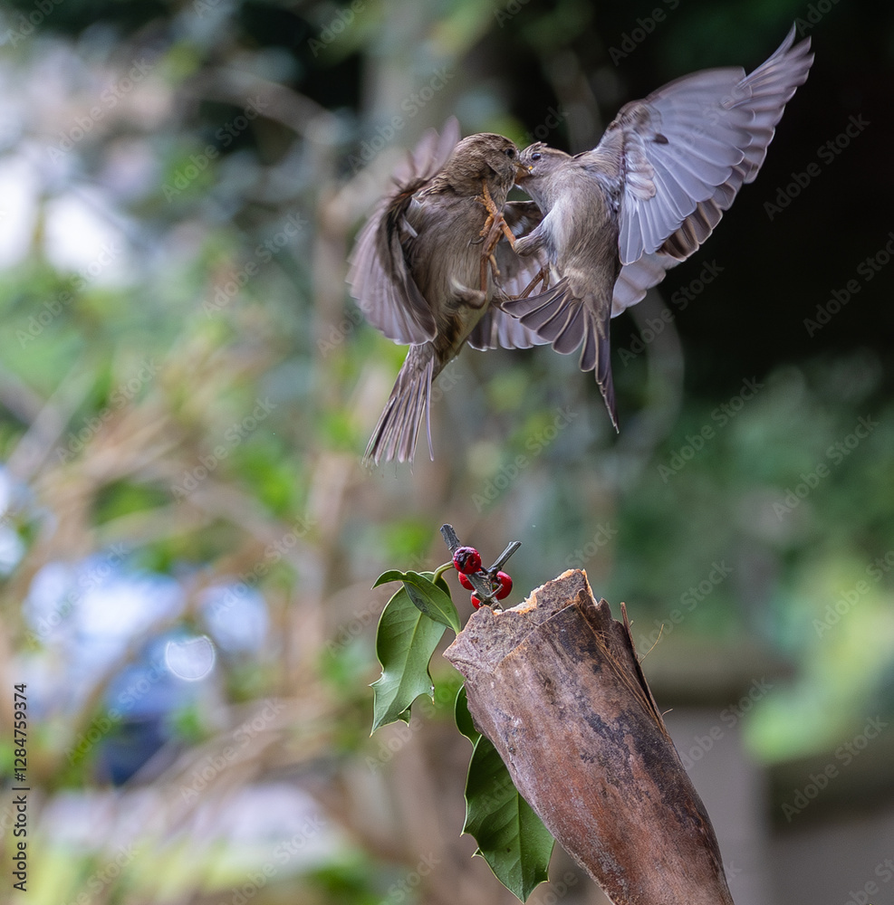Sparrow fights leave spectacular acrobatics!