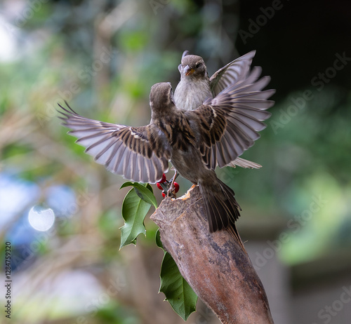 Obraz na płótnie Sparrow fights leave spectacular acrobatics! w salonie