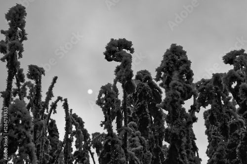 Vegetation under snow, frost and frost. Winter idyll in nature and fields. Farmland and forest in winter and early spring. Hibernation and climate change photo