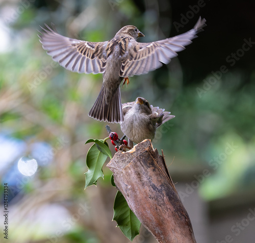 Obraz na płótnie Sparrow fights leave spectacular acrobatics! w salonie
