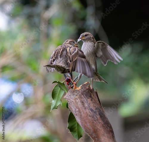 Obraz na płótnie Sparrow fights leave spectacular acrobatics! w salonie