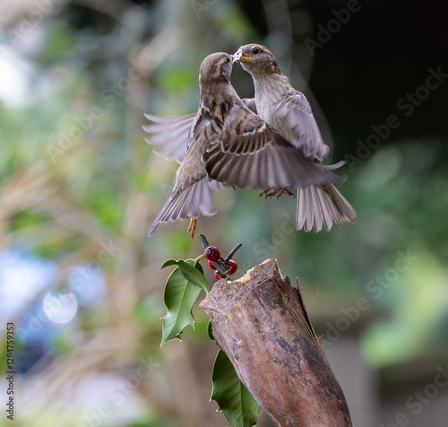 Obraz na płótnie Sparrow fights leave spectacular acrobatics! w salonie
