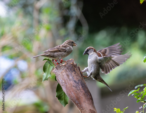Obraz na płótnie Sparrow fights leave spectacular acrobatics! w salonie