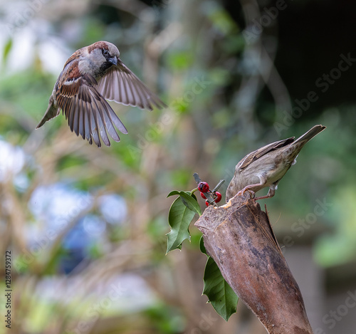 Obraz na płótnie Sparrow fights leave spectacular acrobatics! w salonie