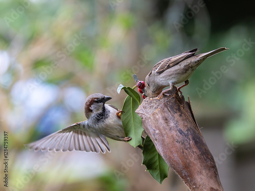Sparrow fights leave spectacular acrobatics!