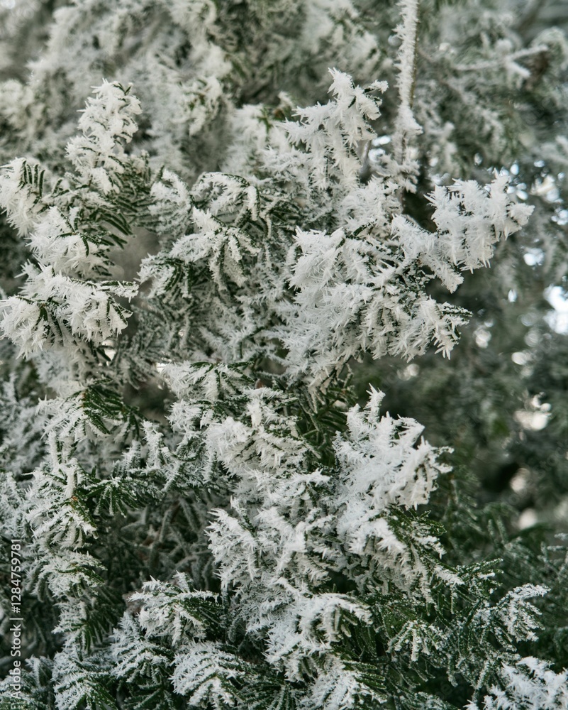 Vegetation under snow, frost and frost. Winter idyll in nature and fields. Farmland and forest in winter and early spring. Hibernation and climate change Vegetation under snow, frost and frost. Winter idyll in nature and fields. Farmland and forest in winter and early spring. Hibernation and climate change