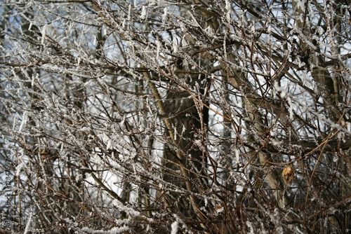 Vegetation under snow, frost and frost. Winter idyll in nature and fields. Farmland and forest in winter and early spring. Hibernation and climate change photo