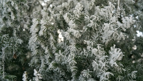 Vegetation under snow, frost and frost. Winter idyll in nature and fields. Farmland and forest in winter and early spring. Hibernation and climate change photo